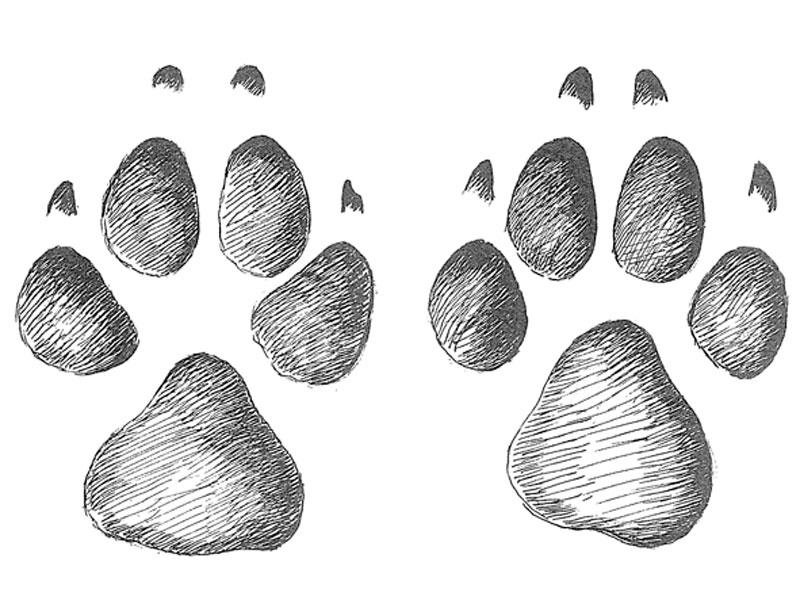 Волчьи следы для детей