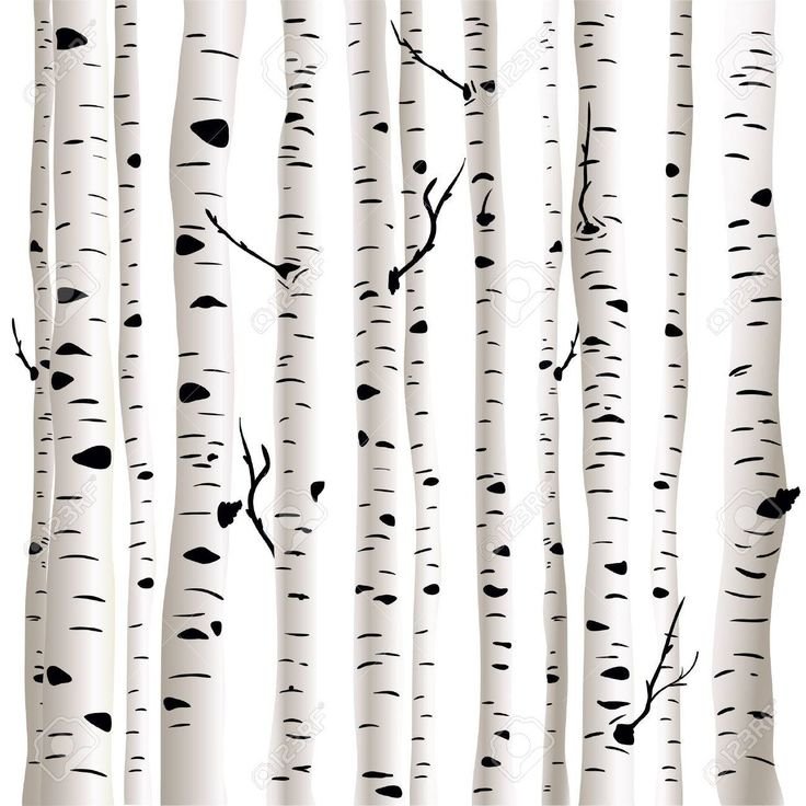 Ствол березы на белом фоне