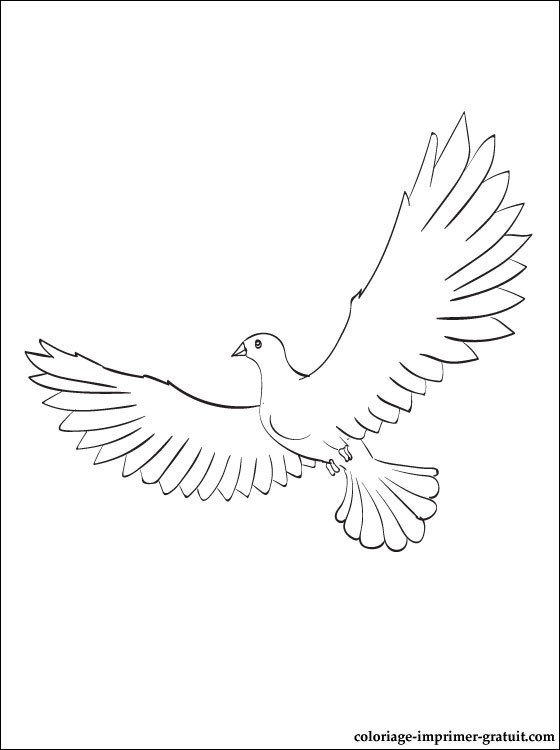 Макет голубя