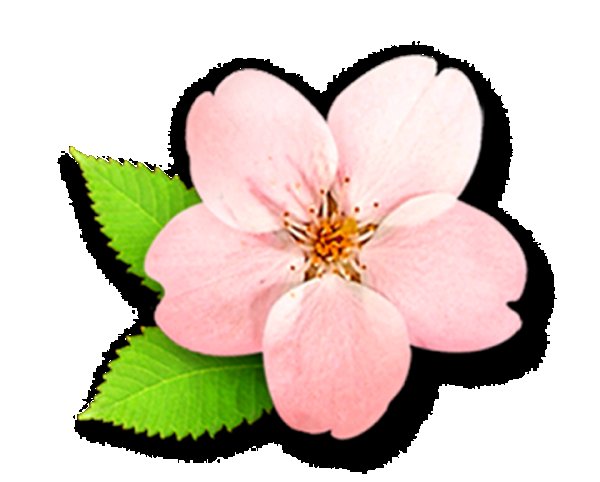 Яблоневый цветок для вырезания