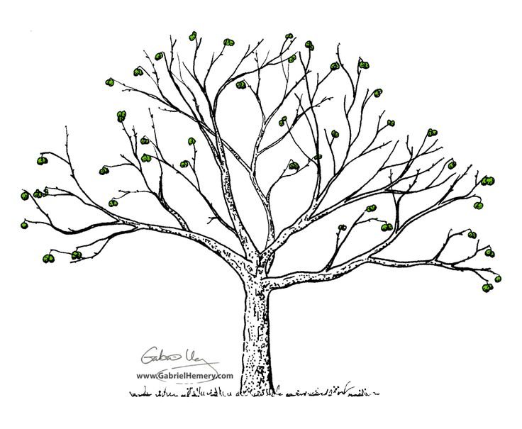 Дерево без листьев