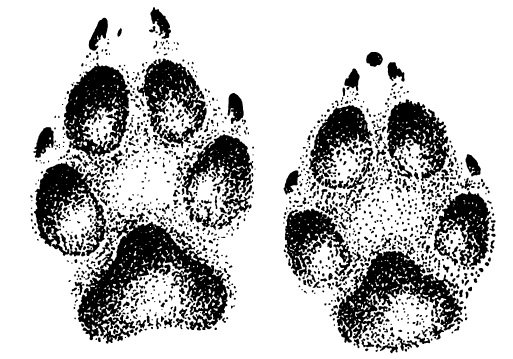 Следы волка для детей