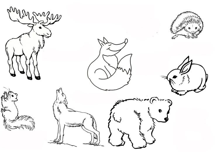 Раскраски животные для детей