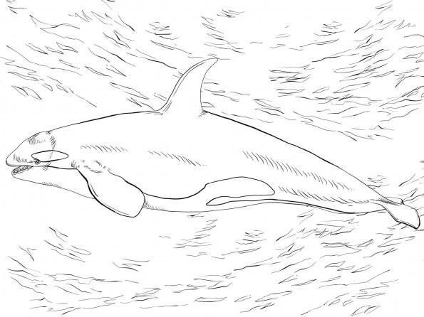 Раскраска Дельфин