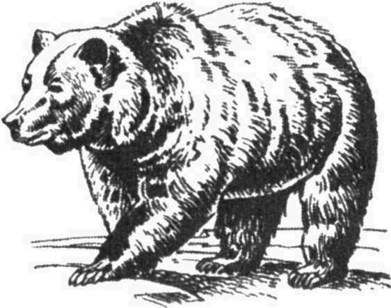 Медведь для выжигания
