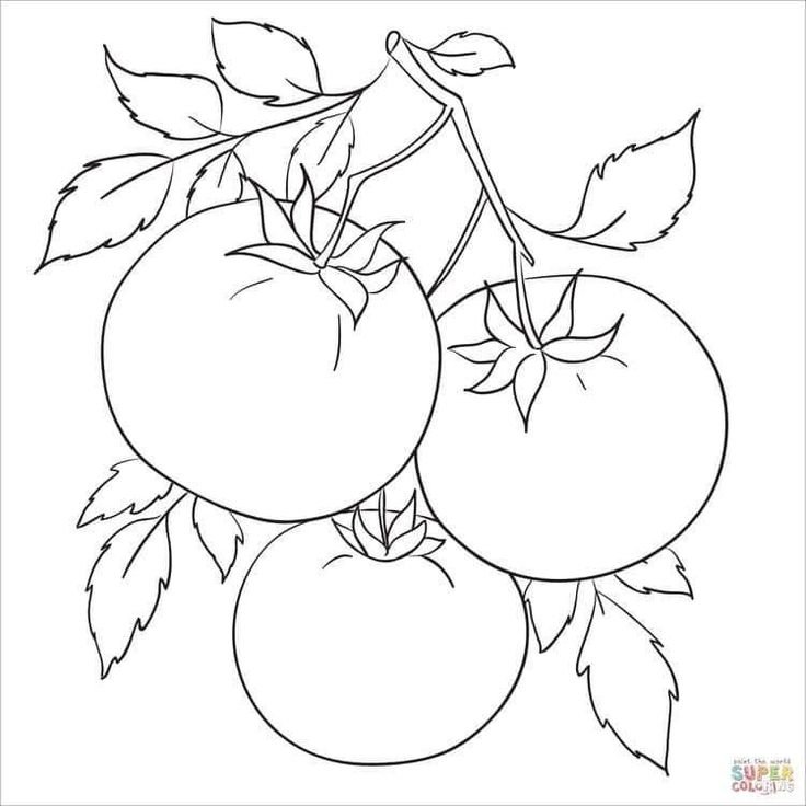 Томат раскраска