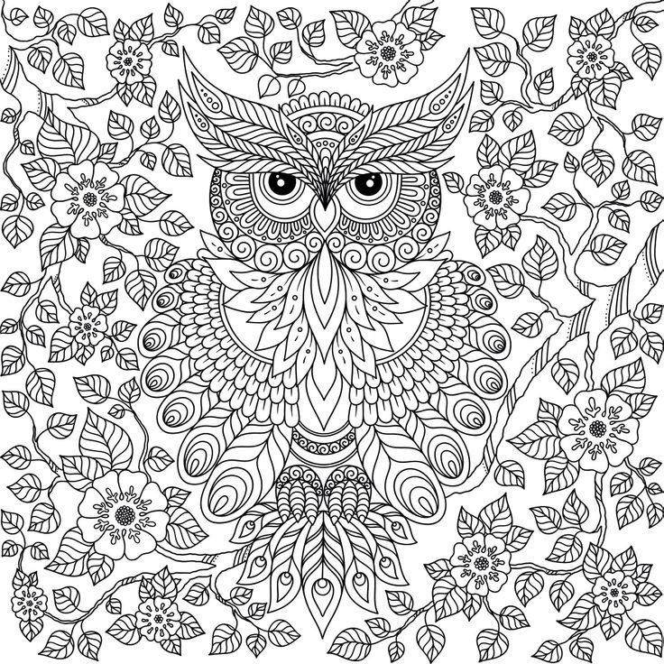 Раскраска Сова сложная