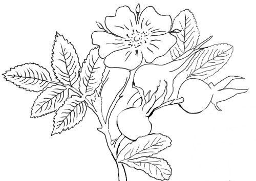 Шиповник трафарет