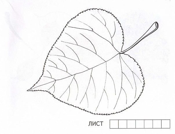 Лист липы раскраска