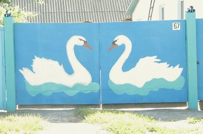 Лебеди на заборе