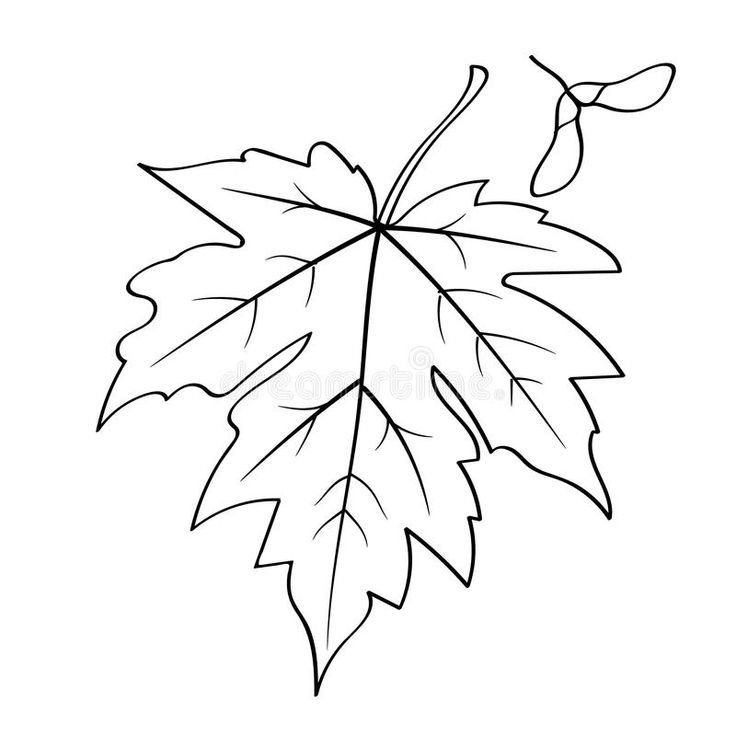 Лист клена трафарет