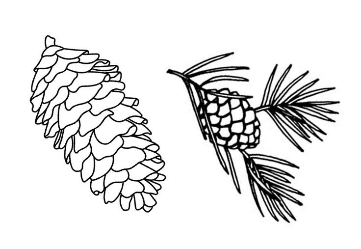 Шишки рисунок