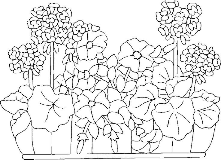 Раскраска цветы на клумбе