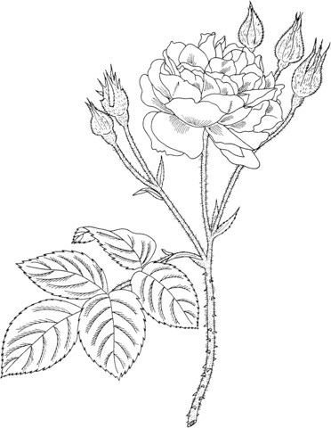 Шиповник раскраска