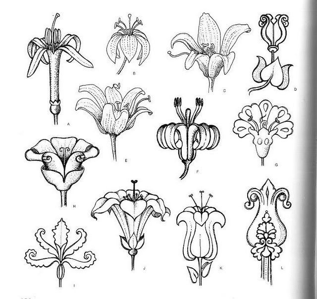 Зарисовки растительных форм