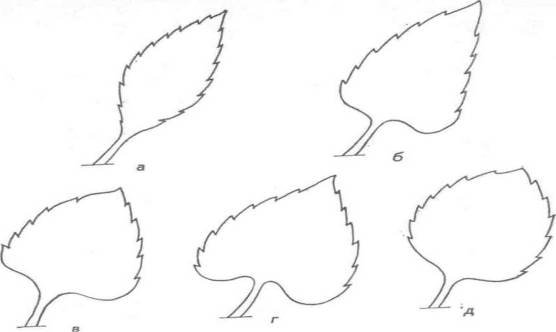 Листики подсолнуха шаблон