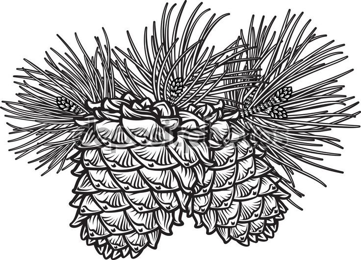 Шишки гравюра