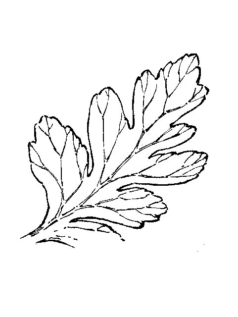 Трафареты "листья"