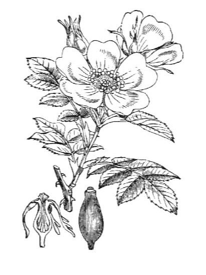 Шиповник Майский