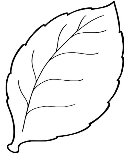 Контур листьев
