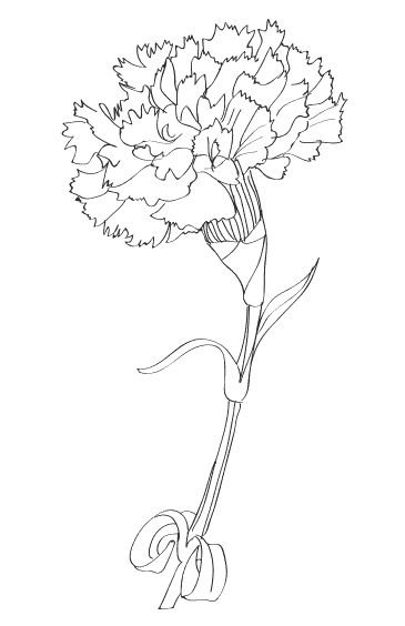 Гвоздики рисунок