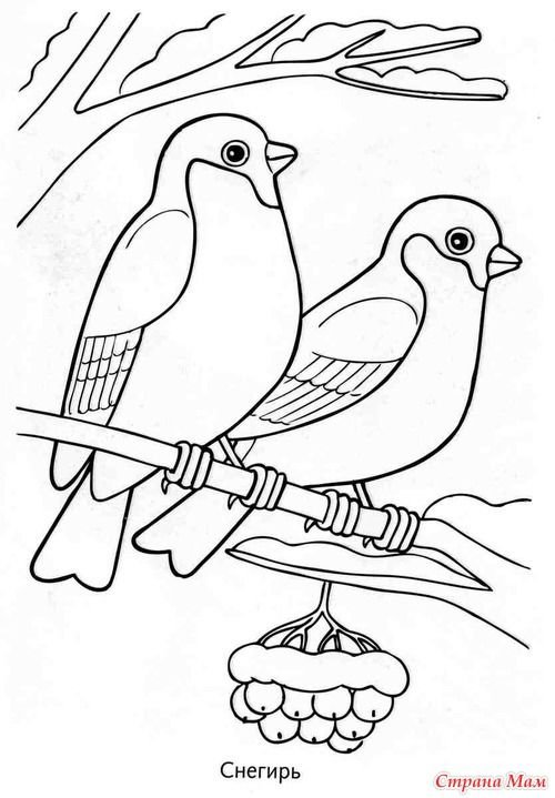 Птицы. Раскраска