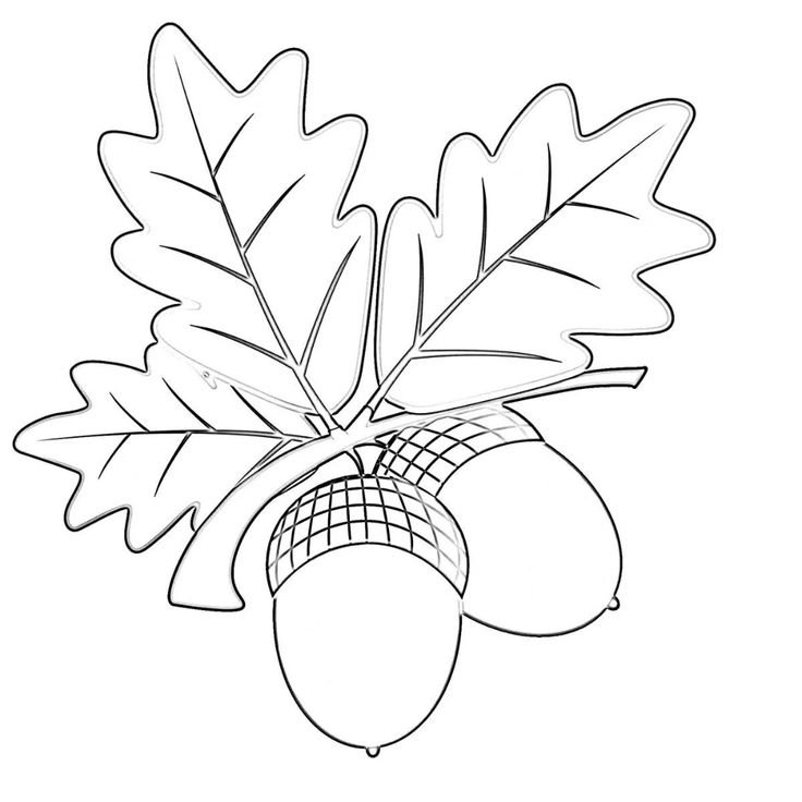 Лист дуба раскраска для детей