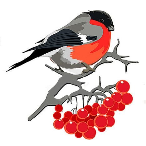 Снегирь рисунок