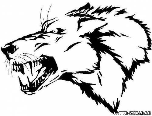 Морда волка