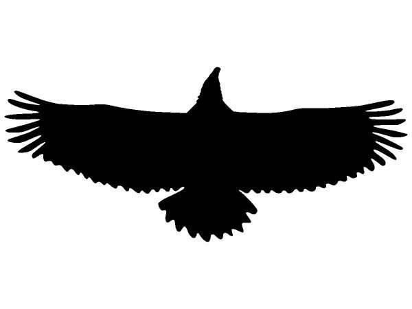 Силуэты хищных птиц