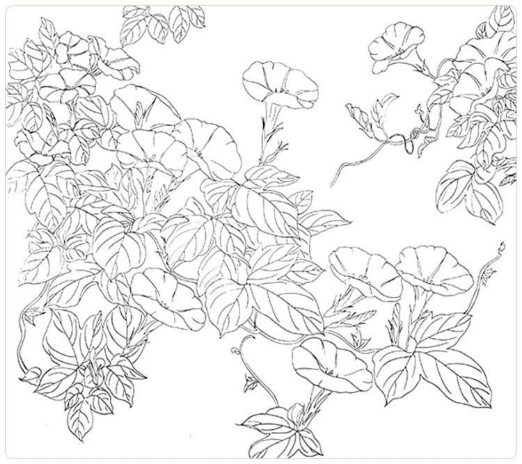 Вьющиеся растения раскраска