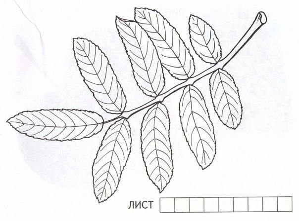 Сложный лист рябины