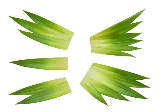 Листок ананаса