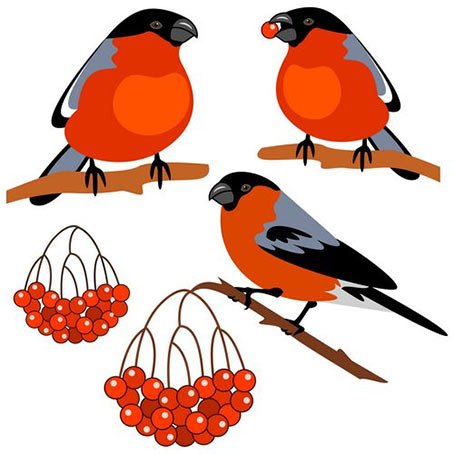 Снегирь на прозрачном фоне