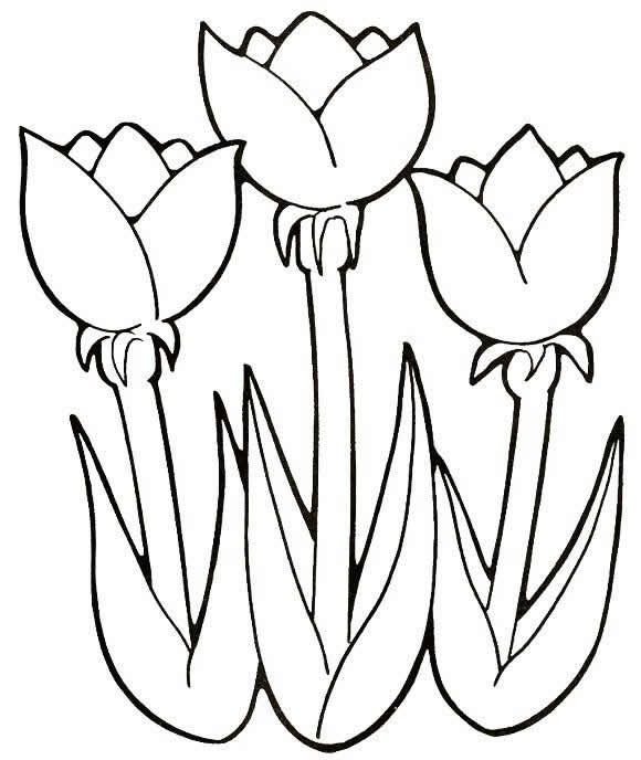 Раскраска цветы тюльпаны