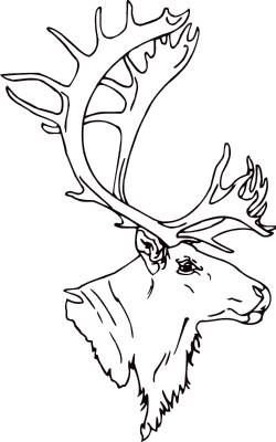 Олень эскиз для выжигания