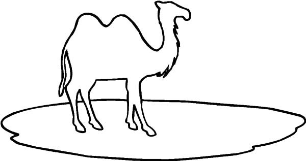 Верблюд раскраска для детей