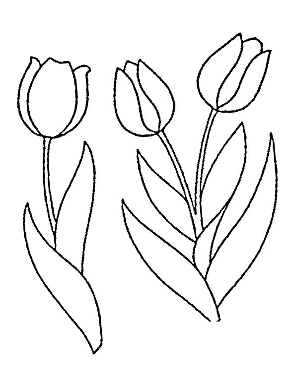 Раскраска цветы тюльпаны