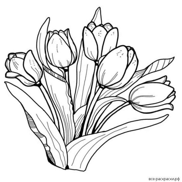 Контур букета тюльпанов сбоку