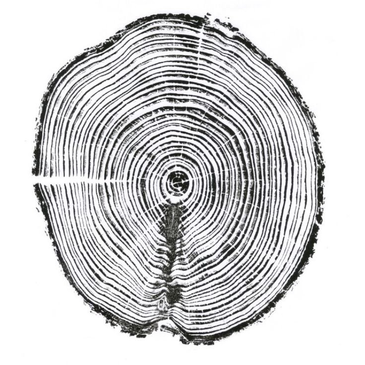 Кольца дерева текстура