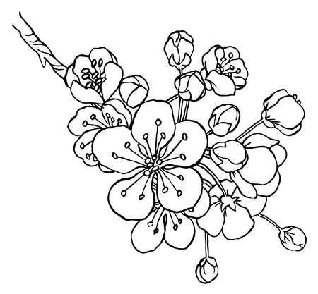 Раскраска ветка яблони в цвету