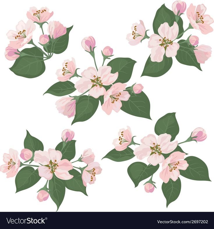 Цветы яблони