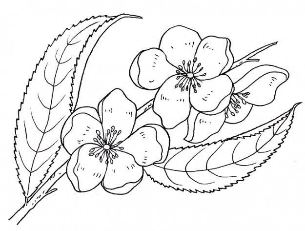 Цветы. Раскраска