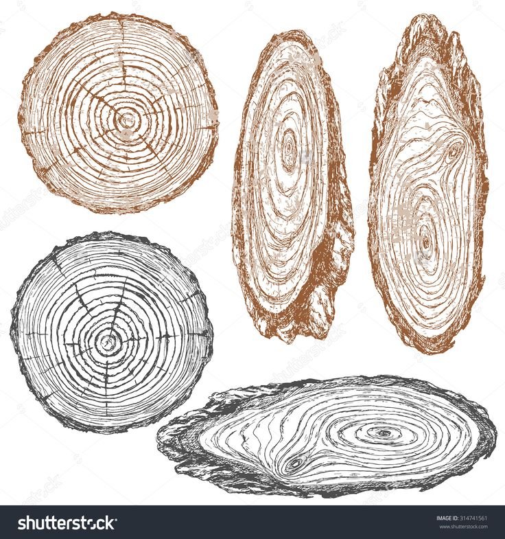 Срез дерева