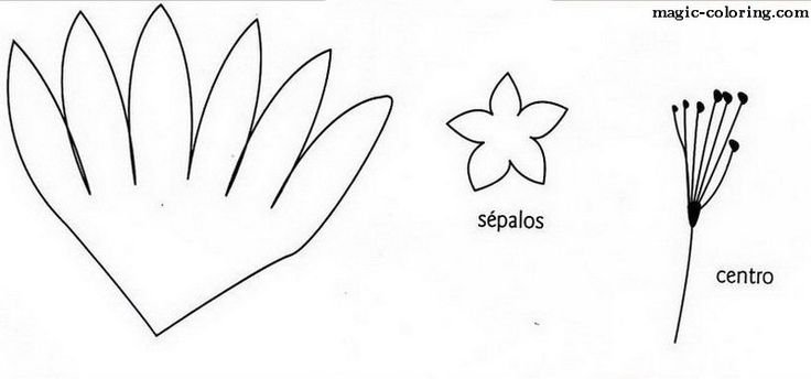 Шаблоны лепестков цветов