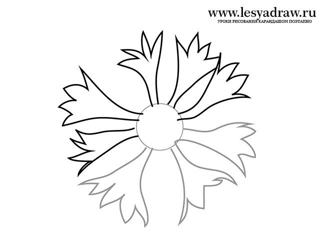 Раскраски цветы васильки