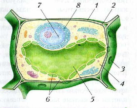 Живая клетка