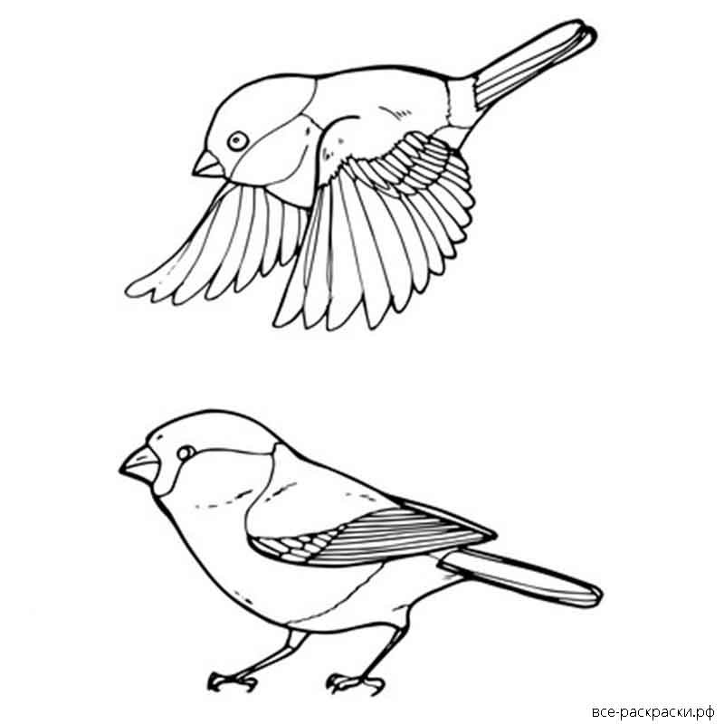 Синичка раскраска для детей