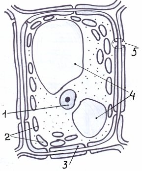 Строение растительной клетки рисунок 5 класс