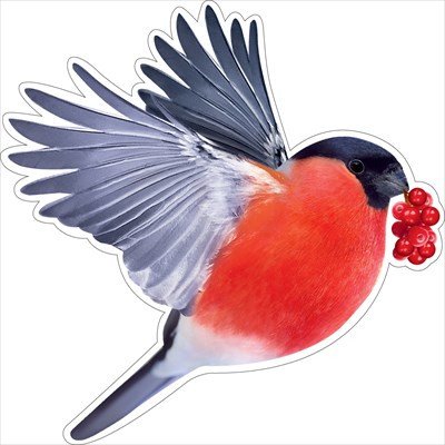 Снегирь на прозрачном фоне